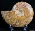 Inch Split Ammonite (Half) #2651-1